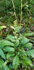 Spiranthes ochroleuca