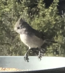 Baeolophus inornatus