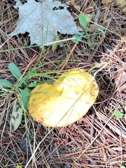 Suillus