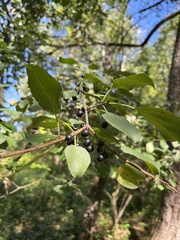 Rhamnus