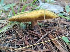 Suillus