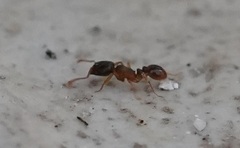 Tetramorium caespitum