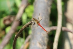Sympetrum depressiusculum