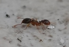 Tetramorium caespitum