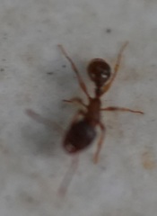 Tetramorium caespitum
