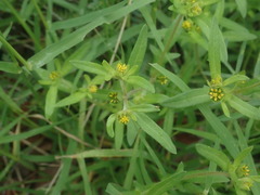 Melampodium longicorne