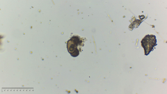 Chytridiomycota