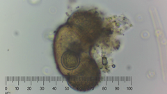 Chytridiomycota