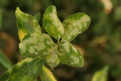 Erysiphe euonymicola