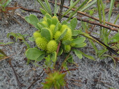 Polygala nana