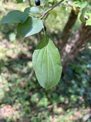 Rhamnus