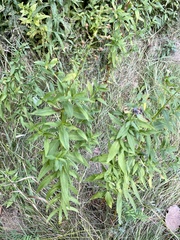 Lysimachia terrestris