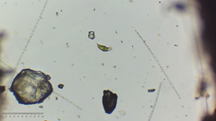 Euglena