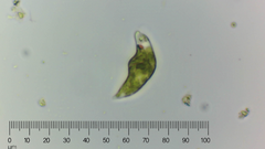 Euglena