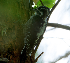 Picoides tridactylus