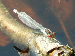 Erythromma najas
