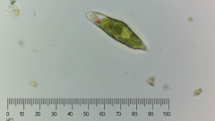 Euglena