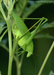 Amblycorypha oblongifolia