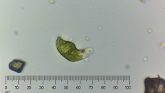Euglena