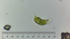 Euglena