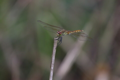 Sympetrum depressiusculum
