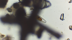Cymbella