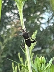 Leptoglossus phyllopus