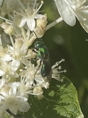 Augochloropsis metallica