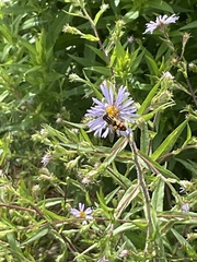 Helophilus latifrons