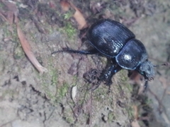Anoplotrupes