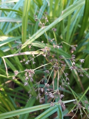 Scirpus microcarpus