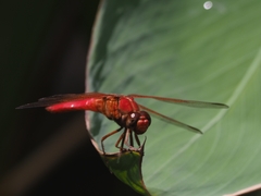 Libellula croceipennis