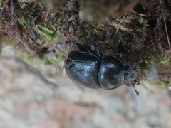 Anoplotrupes