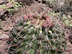 Ferocactus peninsulae