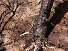 Aspidoscelis costatus