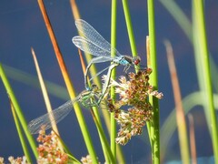 Erythromma najas