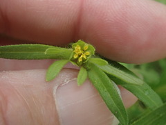Melampodium longicorne