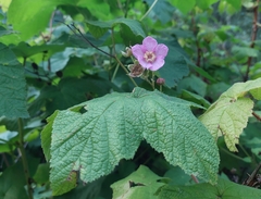 Rubus odoratus