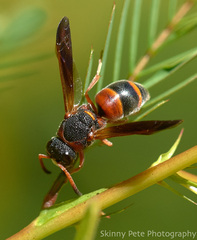 Pachodynerus erynnis