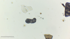 Amoebozoa