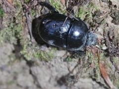 Anoplotrupes