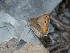 Pseudochazara pelopea