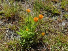 Polygala lutea