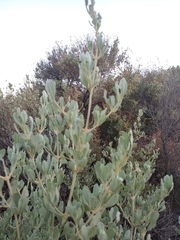 Atriplex halimus