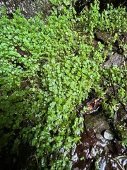 Chrysosplenium americanum