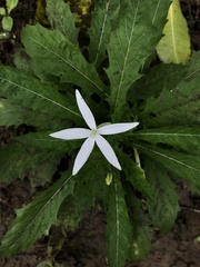 Hippobroma longiflora