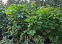 Rubus odoratus
