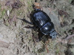 Anoplotrupes