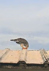 Buteo plagiatus