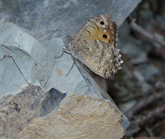 Pseudochazara pelopea
